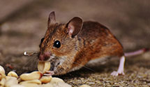 24 Hour & Emergency Exterminators in H P, NC